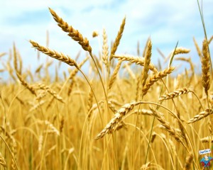 Il nostro sostegno al settore cerealicolo italiano.